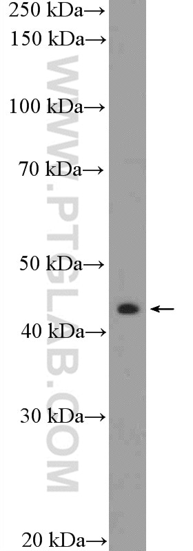 Western Blot (WB) analysis of mouse heart tissue using Arrestin C Polyclonal antibody (11100-2-AP)