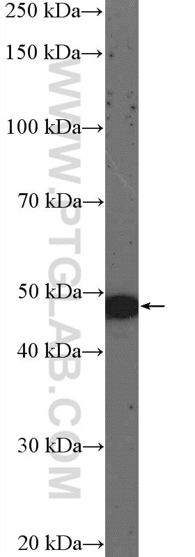 Western Blot (WB) analysis of mouse eye tissue using Arrestin C Polyclonal antibody (11100-2-AP)