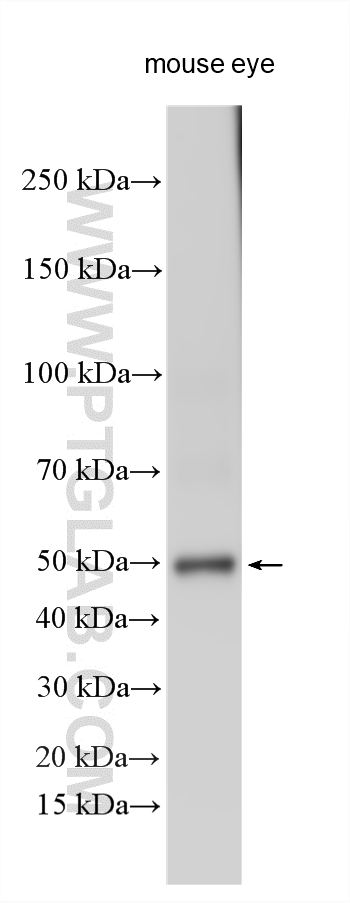 Western Blot (WB) analysis of various lysates using Arrestin C Polyclonal antibody (11100-2-AP)