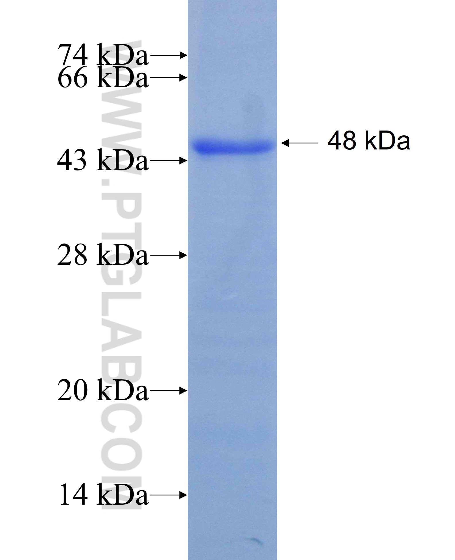 Arrestin fusion protein Ag7504 SDS-PAGE