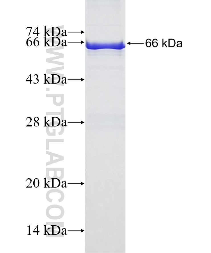 Arrestin fusion protein Ag7608 SDS-PAGE