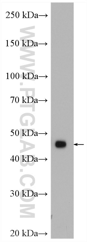 Western Blot (WB) analysis of rat brain tissue using Beta Arrestin 2 Polyclonal antibody (10171-1-AP)