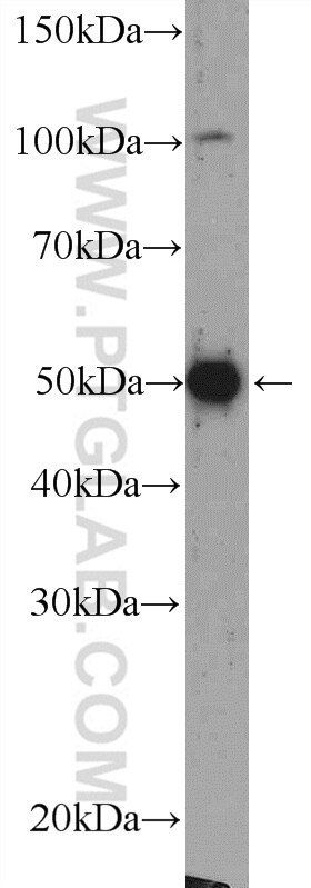 Western Blot (WB) analysis of PC-12 cells using Beta Arrestin 2 Polyclonal antibody (10171-1-AP)