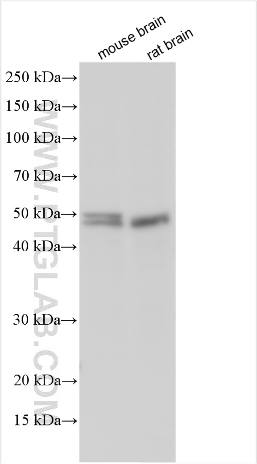 Western Blot (WB) analysis of various lysates using Beta Arrestin 2 Polyclonal antibody (10171-1-AP)