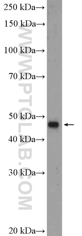Western Blot (WB) analysis of PC-12 cells using Beta Arrestin 2 Polyclonal antibody (10171-1-AP)