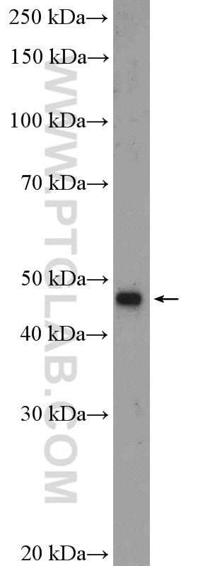 WB analysis of PC-12 using 10171-1-AP