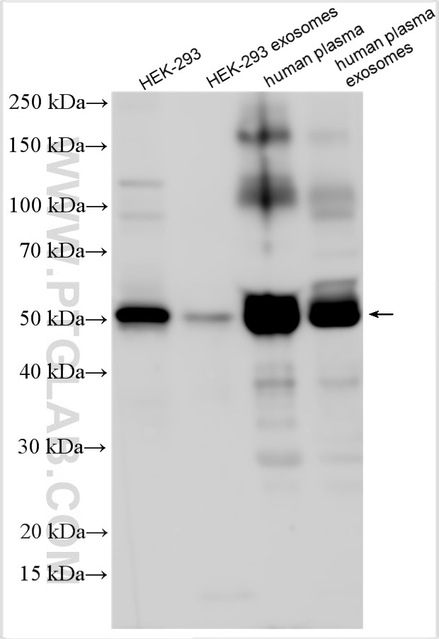 WB analysis using 21030-1-AP