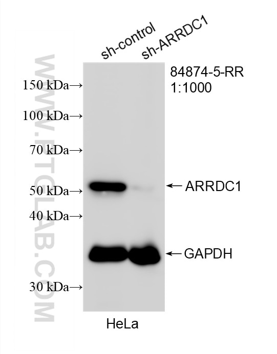 WB analysis of HeLa using 84874-5-RR Western Blot (WB) analysis of HeLa cells using ARRDC1 Recombinant monoclonal antibody (84874-5-RR)