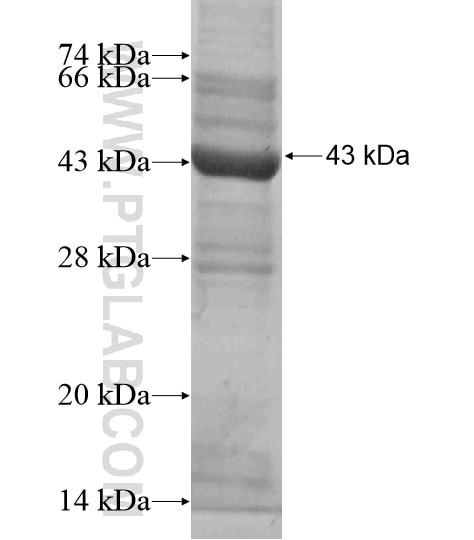 ARRDC3 fusion protein Ag18717 SDS-PAGE
