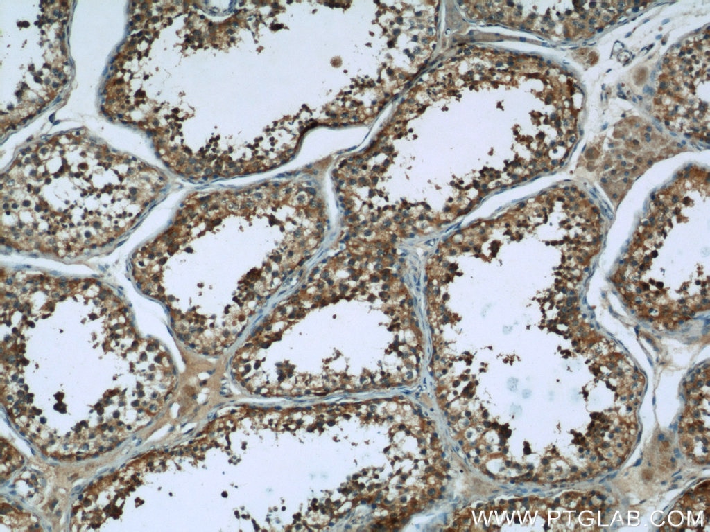 Immunohistochemistry (IHC) staining of human testis tissue using ARSA Polyclonal antibody (19061-1-AP)