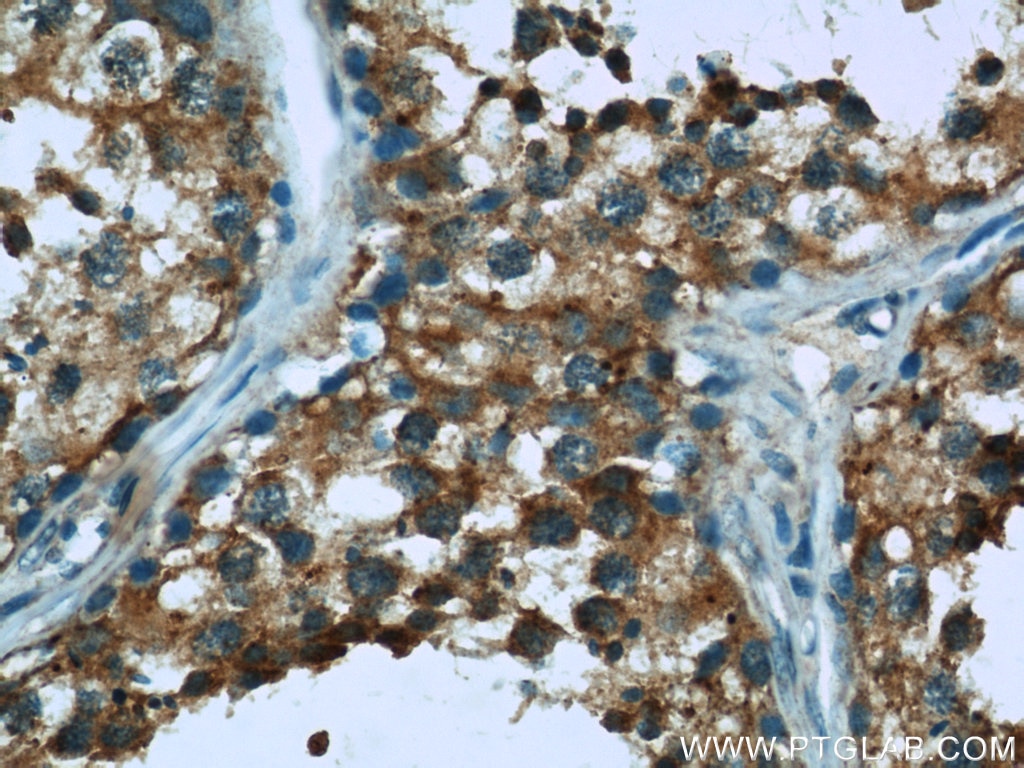 Immunohistochemistry (IHC) staining of human testis tissue using ARSA Polyclonal antibody (19061-1-AP)