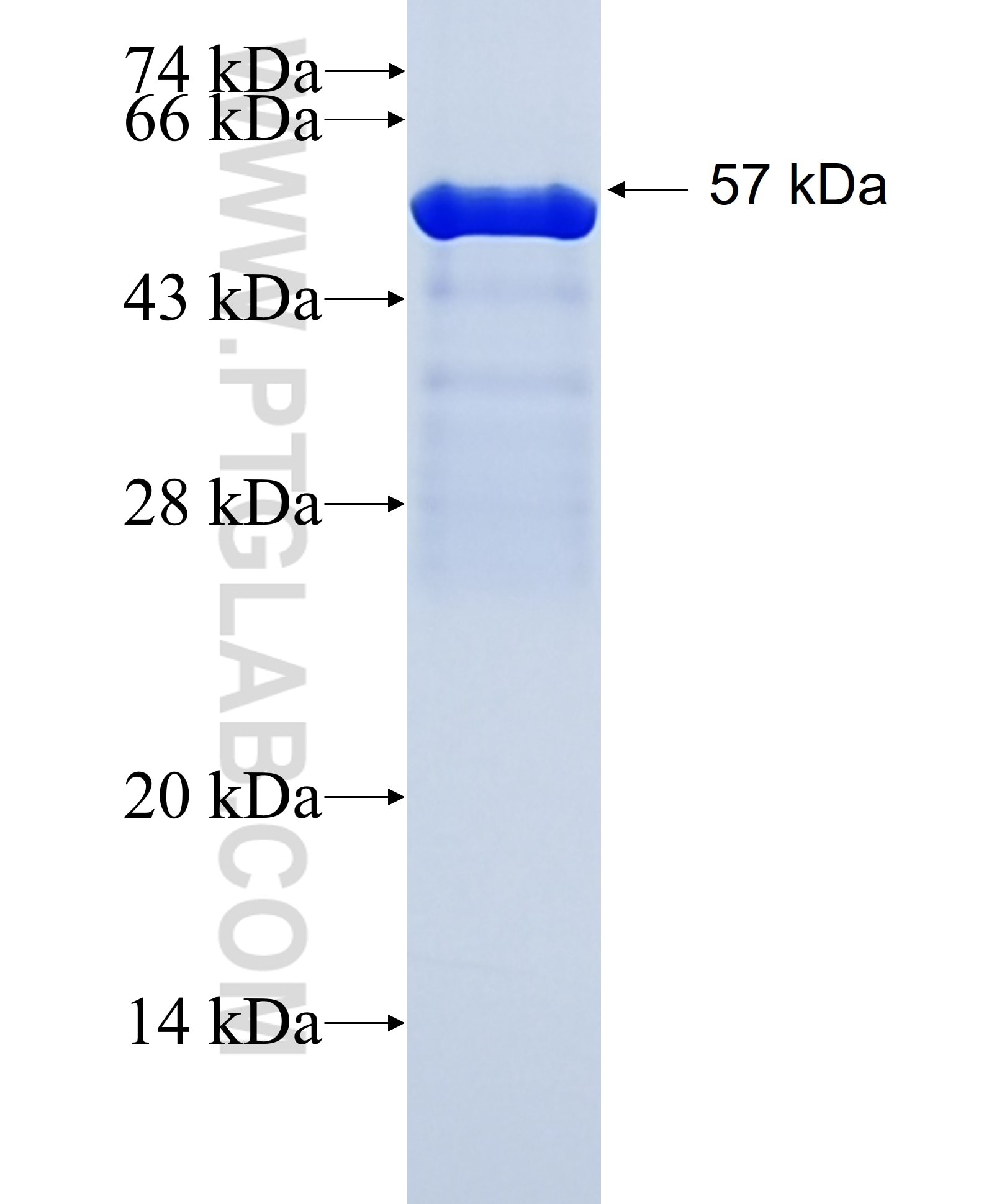 ARSA fusion protein Ag13569 SDS-PAGE