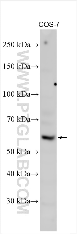 Western Blot (WB) analysis of COS-7 cells using ARSF Polyclonal antibody (16561-1-AP)