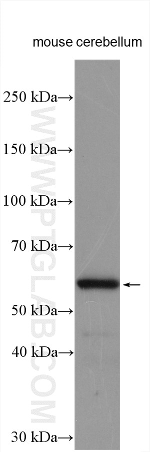 Western Blot (WB) analysis of various lysates using ARSG Polyclonal antibody (12328-1-AP)