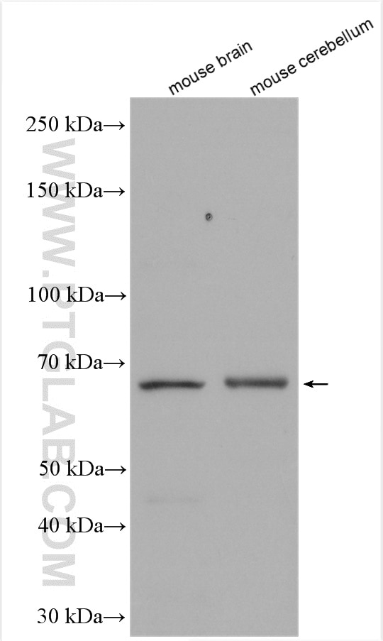 Western Blot (WB) analysis of various lysates using ARSG Polyclonal antibody (12328-1-AP)