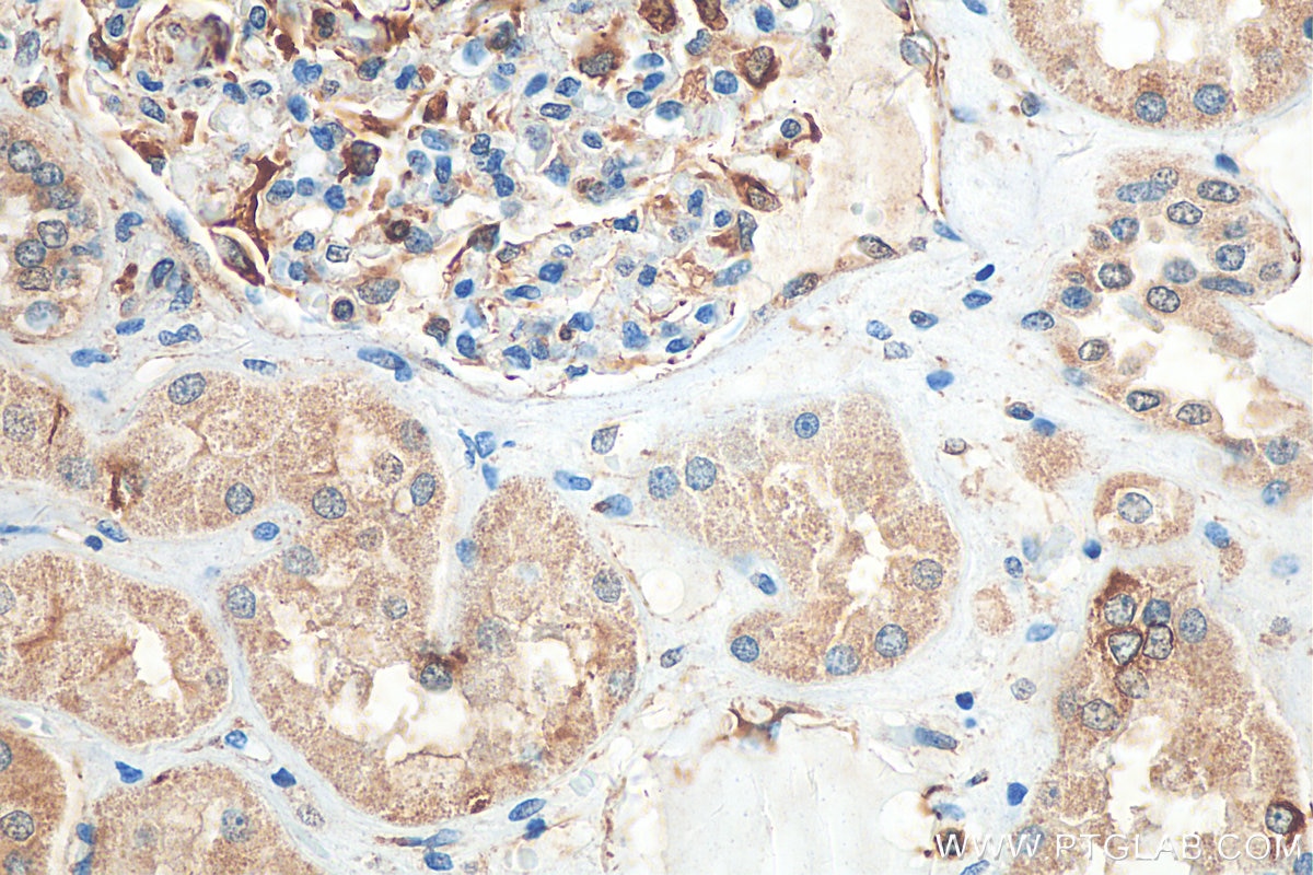 Immunohistochemistry (IHC) staining of human kidney tissue using ART1 Monoclonal antibody (66958-1-Ig)