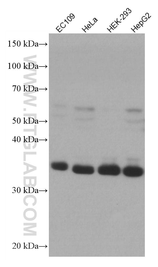 Western Blot (WB) analysis of various lysates using ART1 Monoclonal antibody (66958-1-Ig)