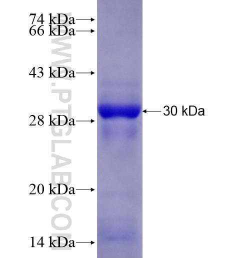 ART1 fusion protein Ag28269 SDS-PAGE