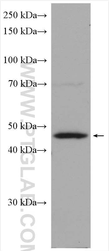 Western Blot (WB) analysis of rat testis tissue using ART3 Polyclonal antibody (15930-1-AP)