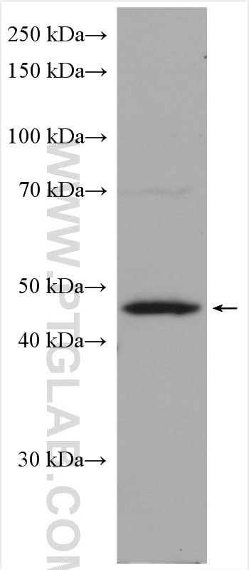 WB analysis of rat testis using 15930-1-AP