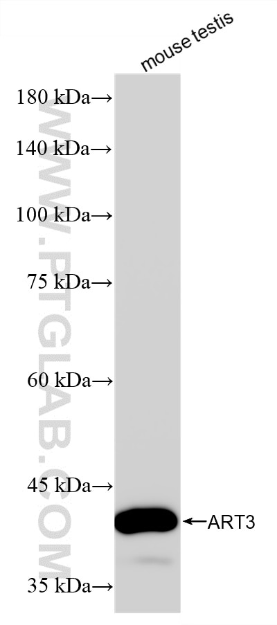 WB analysis of mouse testis using 87108-1-RR (same clone as 87108-1-PBS) Western Blot (WB) analysis of mouse testis tissue using ART3 Recombinant monoclonal antibody (87108-1-RR)