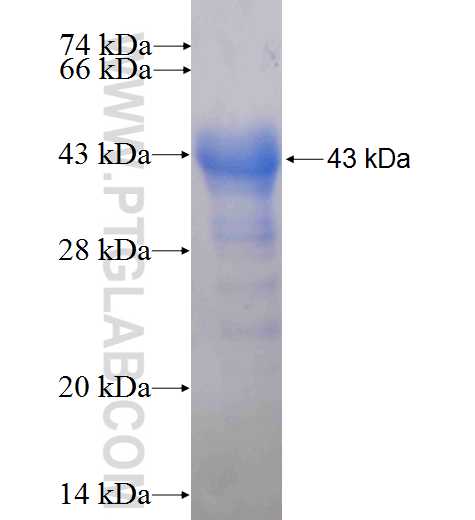 ART3 fusion protein Ag8891 SDS-PAGE