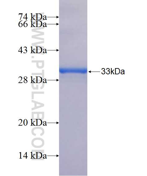 ART4 fusion protein Ag24324 SDS-PAGE