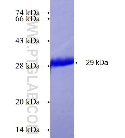 ART4 fusion protein Ag28173 SDS-PAGE