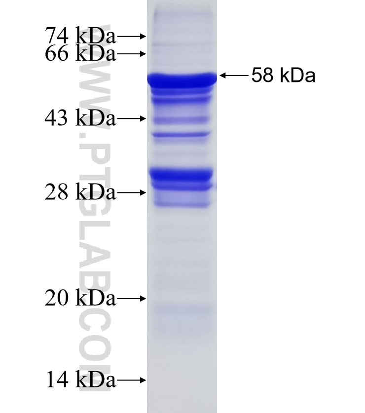 ART5 fusion protein Ag1786 SDS-PAGE