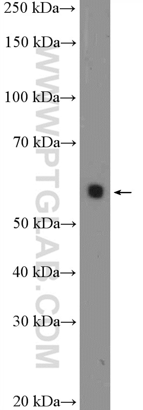 Western Blot (WB) analysis of NIH/3T3 cells using ARX Polyclonal antibody (20739-1-AP)