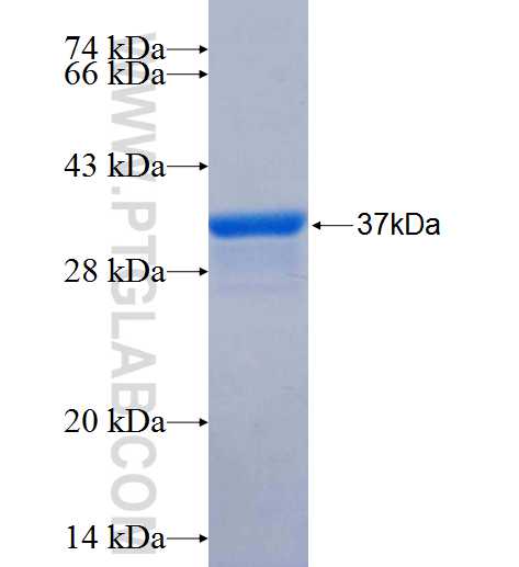 AS3MT fusion protein Ag26194 SDS-PAGE