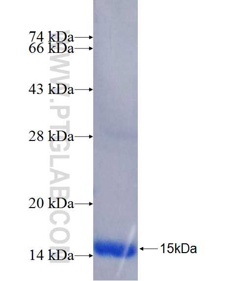 AS3MT fusion protein Ag26200 SDS-PAGE