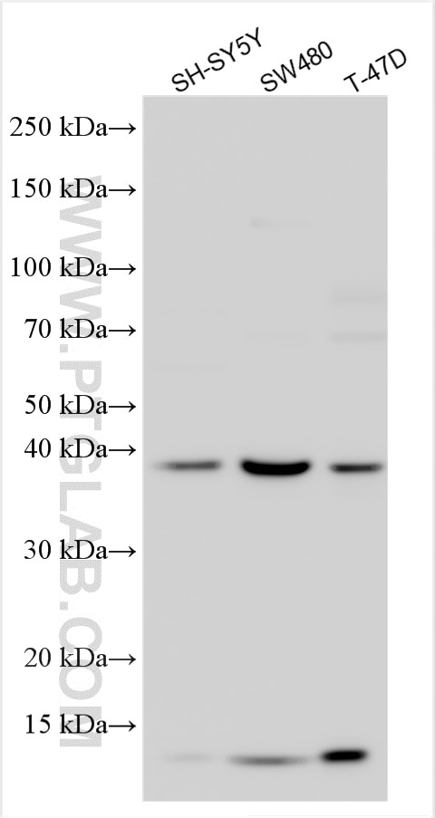 Western Blot (WB) analysis of various lysates using ASAH1 Polyclonal antibody (11274-1-AP)