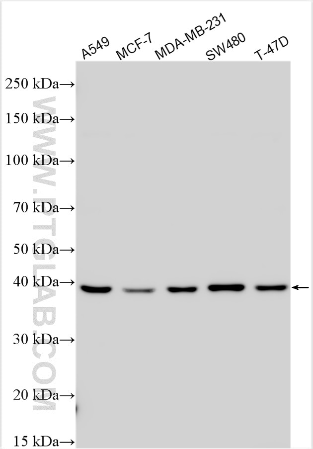 Western Blot (WB) analysis of various lysates using ASAH1 Polyclonal antibody (11274-1-AP)