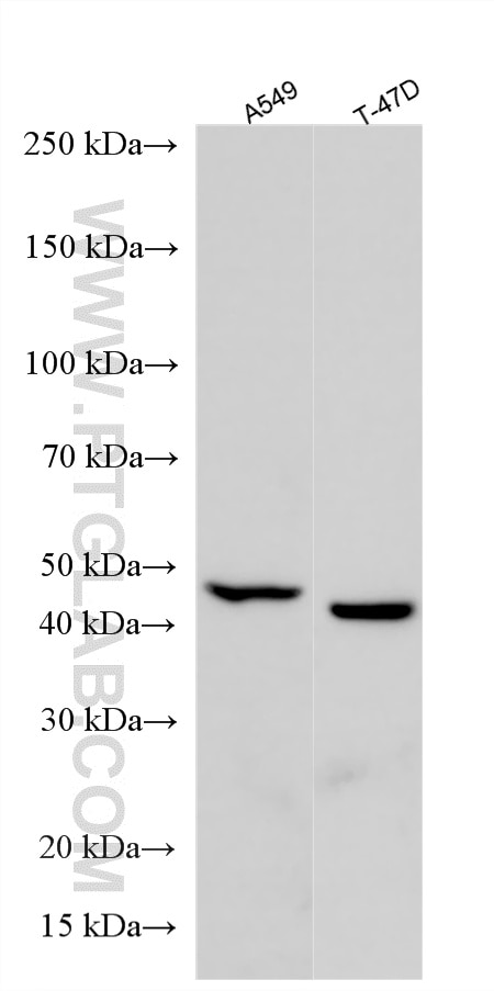 WB analysis using 11274-1-AP Western Blot (WB) analysis of various lysates using ASAH1 Polyclonal antibody (11274-1-AP)