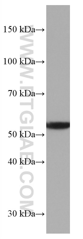 Western Blot (WB) analysis of pig cerebellum tissue using ASAH1 Monoclonal antibody (67092-1-Ig)