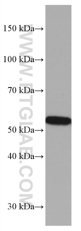 Western Blot (WB) analysis of rat cerebellum tissue using ASAH1 Monoclonal antibody (67092-1-Ig)