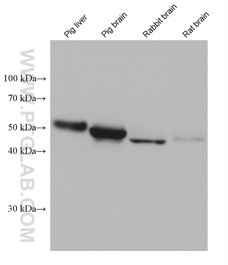 Western Blot (WB) analysis of various lysates using ASAH1 Monoclonal antibody (67092-2-Ig)
