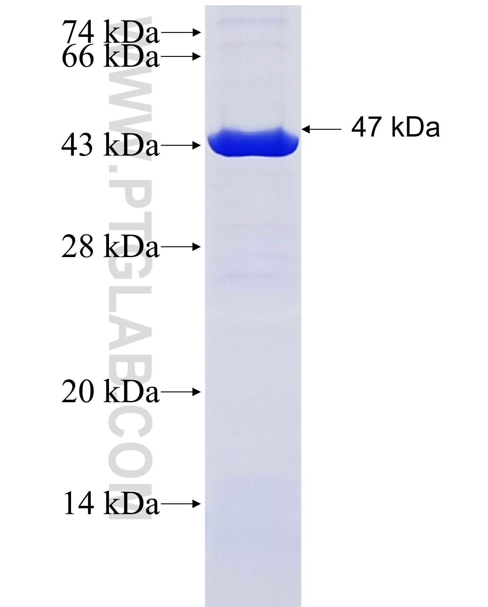 ASAH1 fusion protein Ag28645 SDS-PAGE