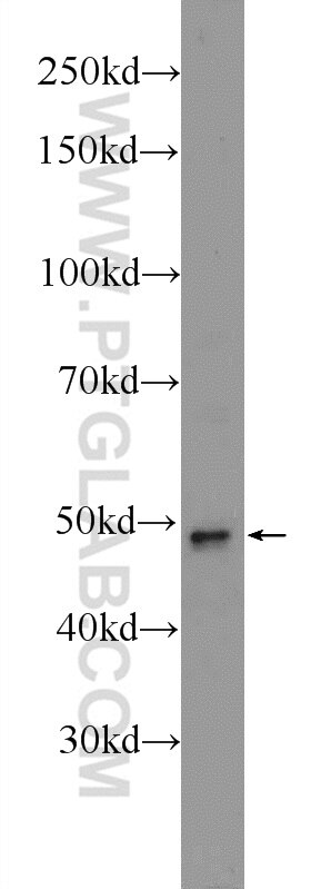 Western Blot (WB) analysis of 3T3-L1 cells using CLMP Polyclonal antibody (16127-1-AP)