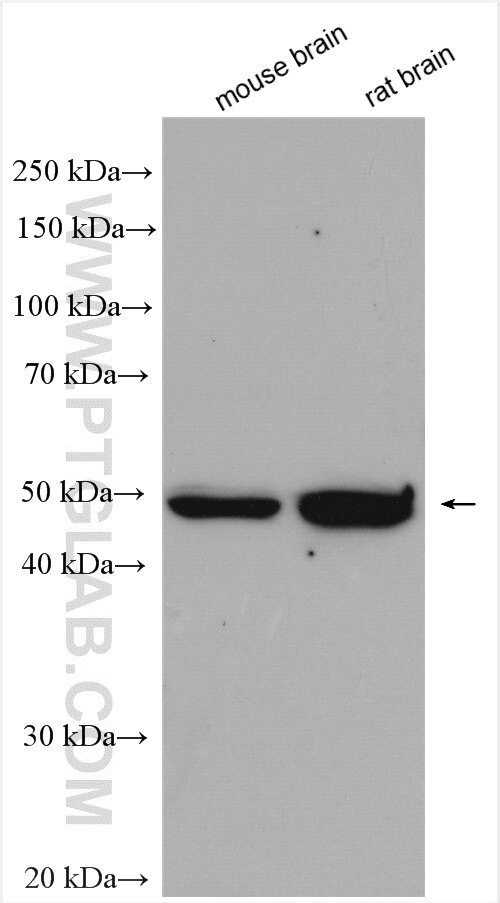 Western Blot (WB) analysis of various lysates using CLMP Polyclonal antibody (16127-1-AP)