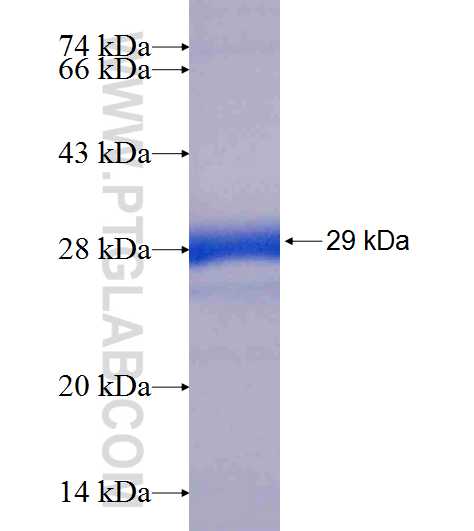 ASAM fusion protein Ag9249 SDS-PAGE