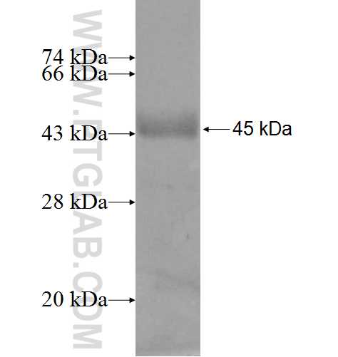 ASAP2 fusion protein Ag5410 SDS-PAGE