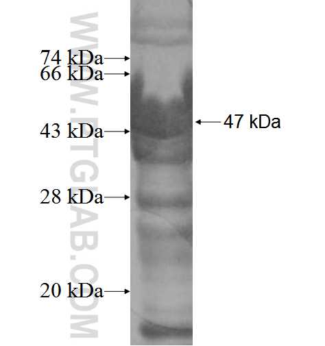 ASAP3 fusion protein Ag5826 SDS-PAGE