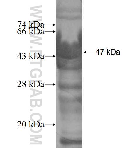 ASAP3 fusion protein Ag5826 SDS-PAGE ASAP3 fusion protein Ag5826 SDS-PAGE