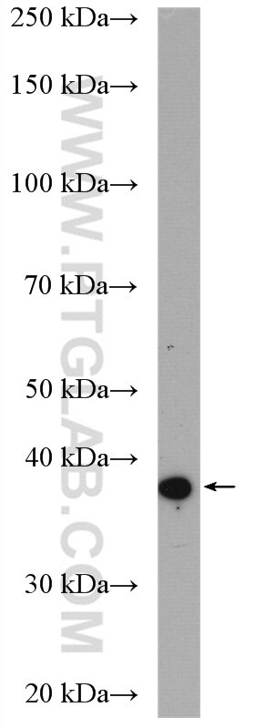 Western Blot (WB) analysis of mouse spleen tissue using ASB1 Polyclonal antibody (16095-1-AP)