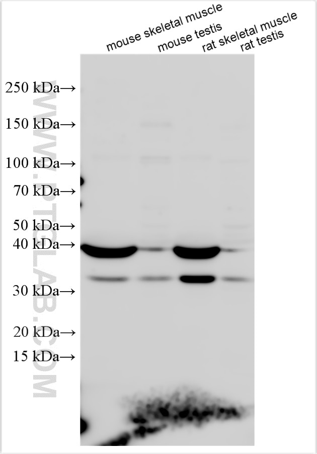 Various lysates were subjected to SDS PAGE followed by western blot with 33262-1-AP (ASB12 antibody) at dilution of 1:800 incubated at room temperature for 1.5 hours. Western Blot (WB) analysis of various lysates using ASB12 Polyclonal antibody (33262-1-AP)