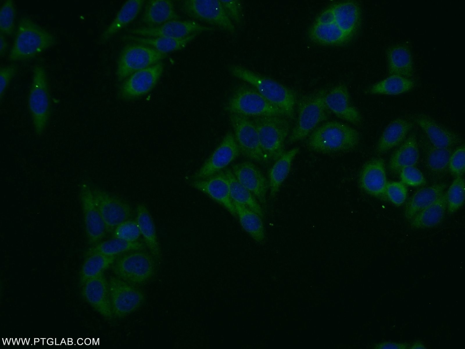 Immunofluorescence (IF) / fluorescent staining of HepG2 cells using ASB13 Polyclonal antibody (25616-1-AP)