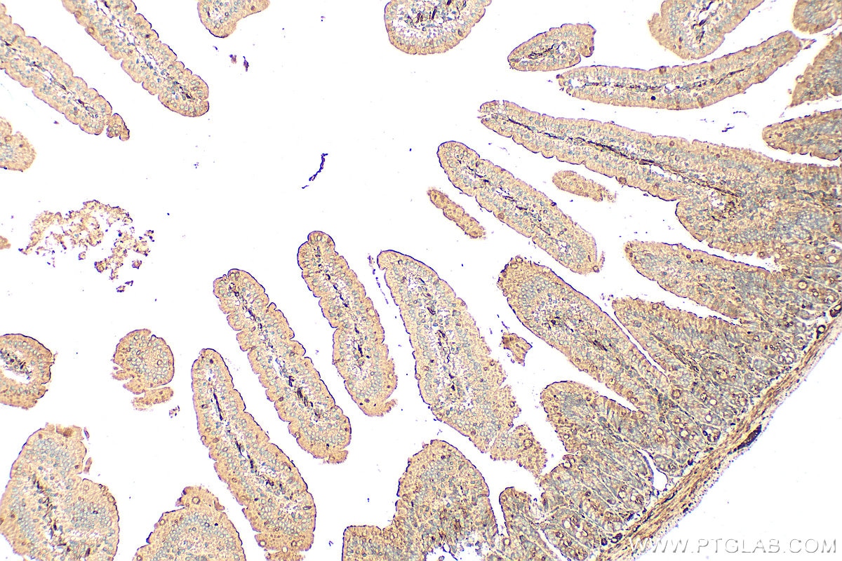 Immunohistochemistry (IHC) staining of mouse small intestine tissue using ASB13 Polyclonal antibody (25616-1-AP)