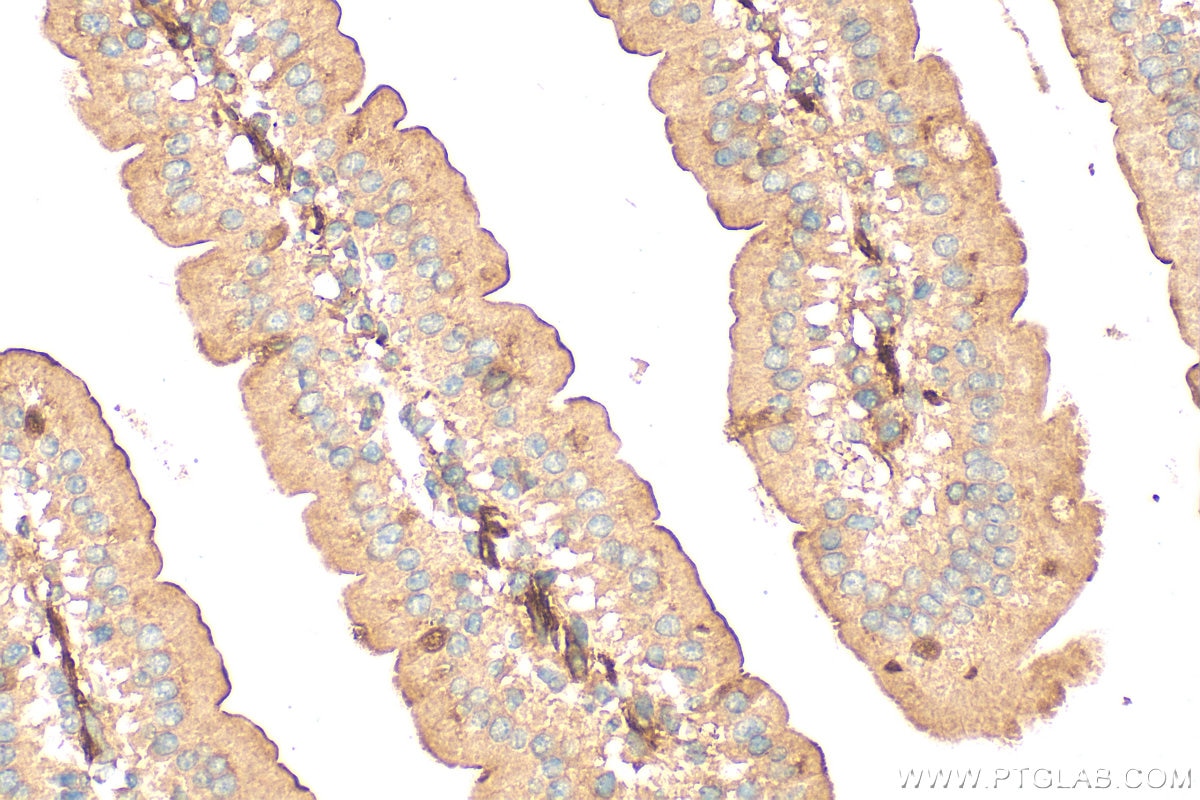 Immunohistochemistry (IHC) staining of mouse small intestine tissue using ASB13 Polyclonal antibody (25616-1-AP)